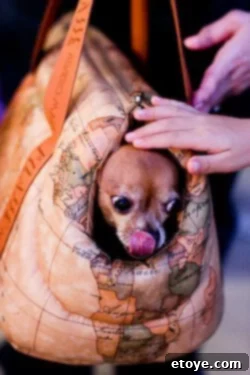 Two dogs enjoying the atmosphere of Mount Dora