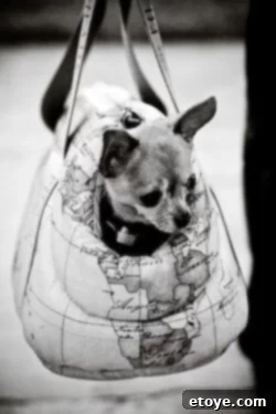 A dog in a stroller exploring the streets of Mount Dora