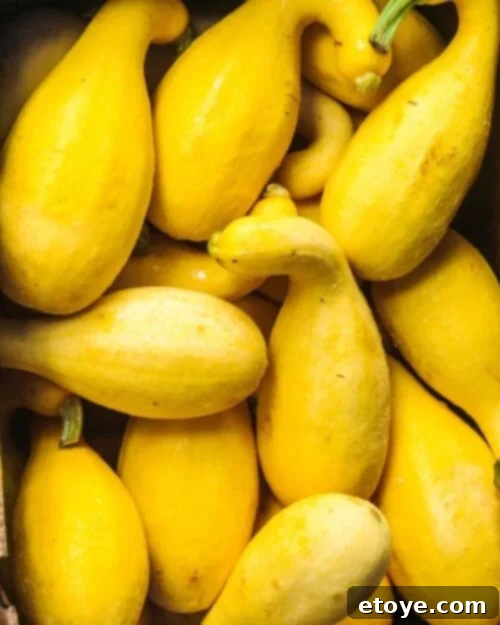 Various types of squash including summer and winter varieties, showcasing their diverse shapes and colors