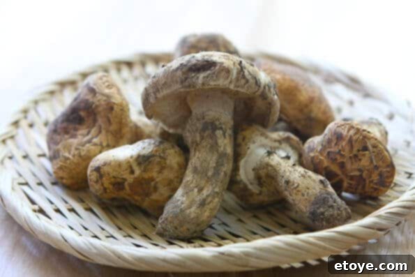 matsutake-dobin-mushi-mushroom-recipe-001 Freshly harvested Matsutake mushrooms, essential for a traditional Dobin Mushi recipe