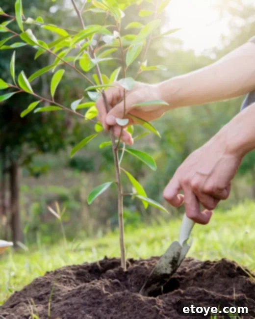 Child planting a tree