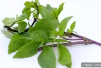 Siam’s Aromatic Herb