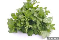 Cilantro