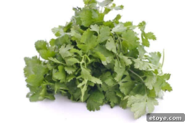 Cilantro 1 img 7139 1