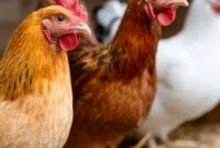 Where to Find the Best Locally Sourced Chicken in Las Vegas